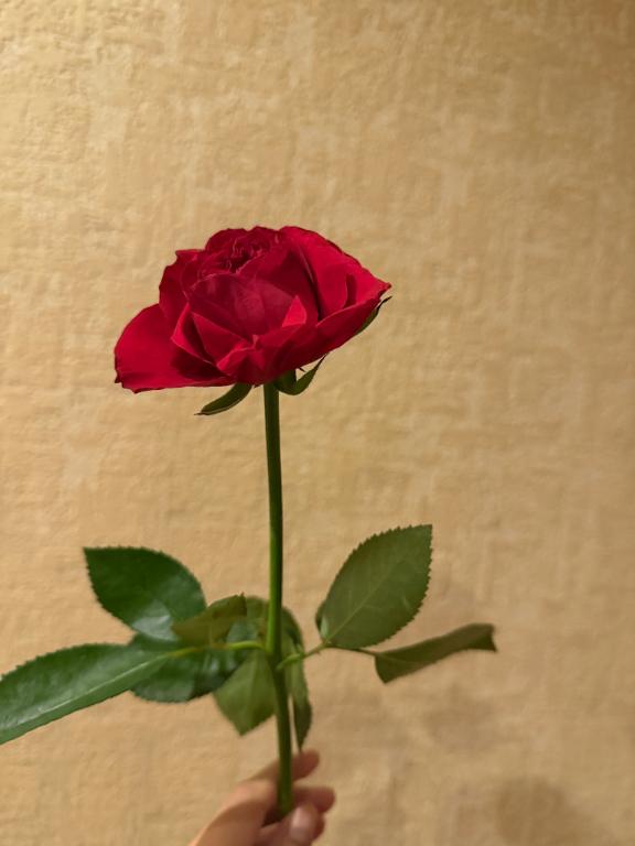 いっぱいありがとう🌹