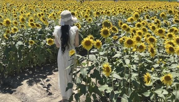 ひまわり🌻